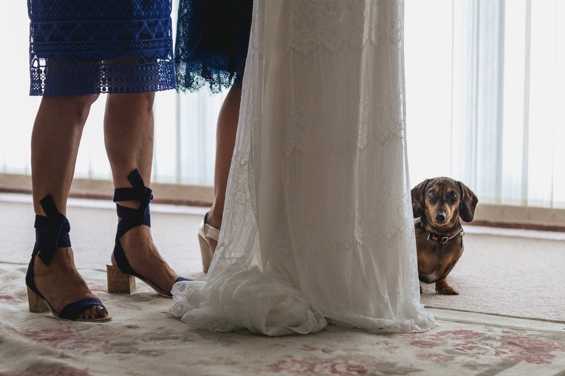 Dachshund dog at a bride's feet