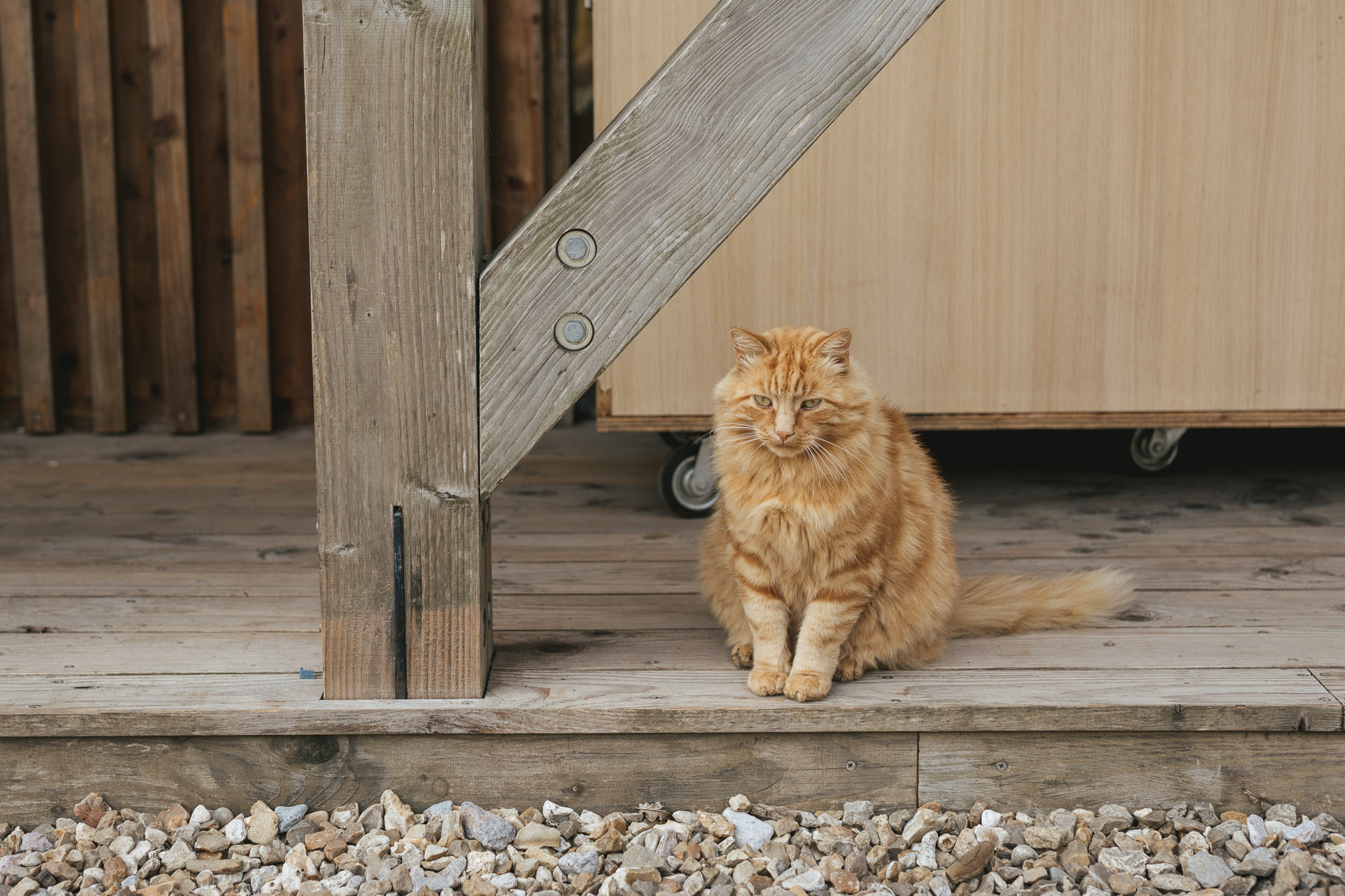A ginger cat at River Cottage