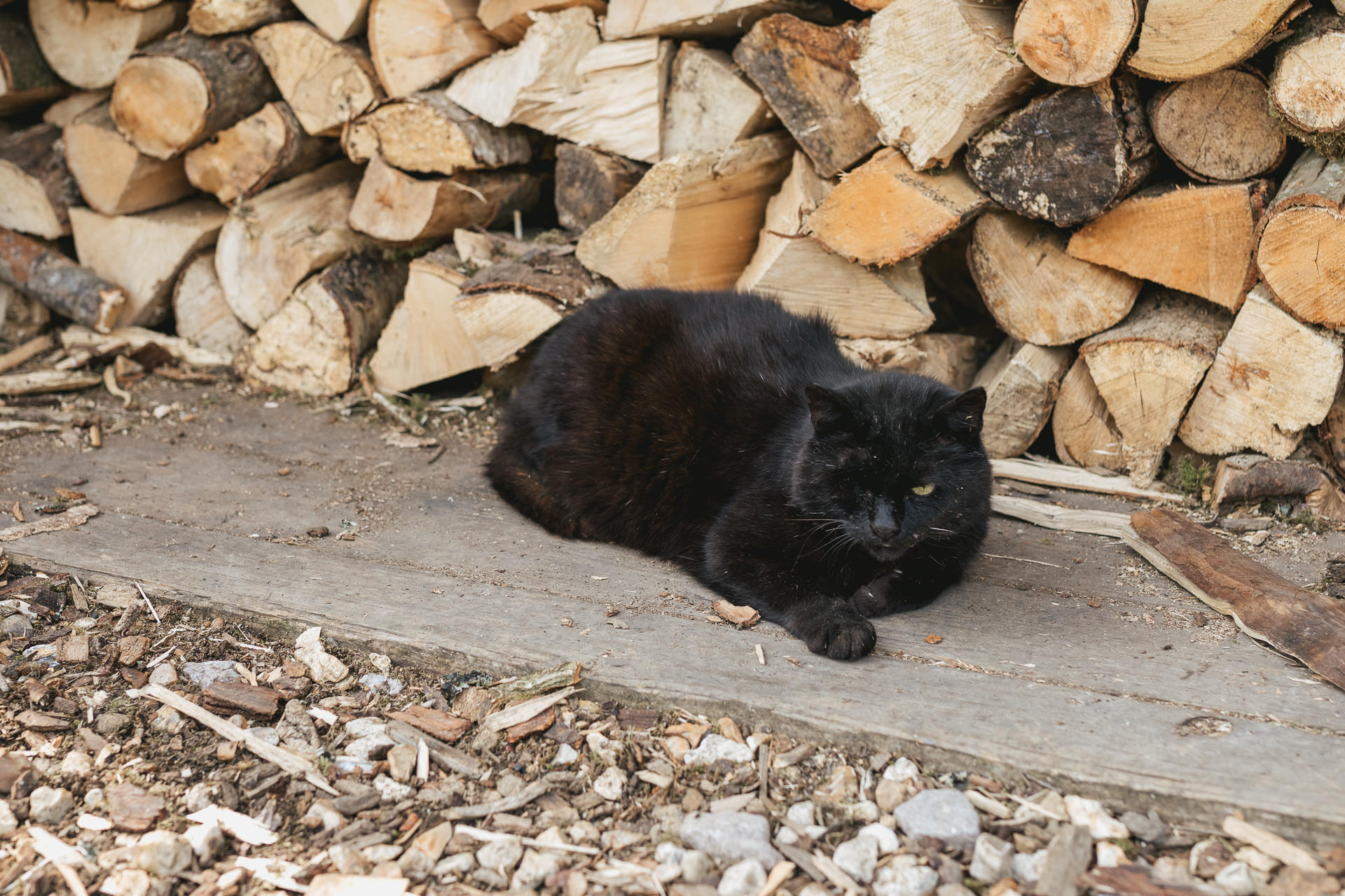 A black cat at River Cottage