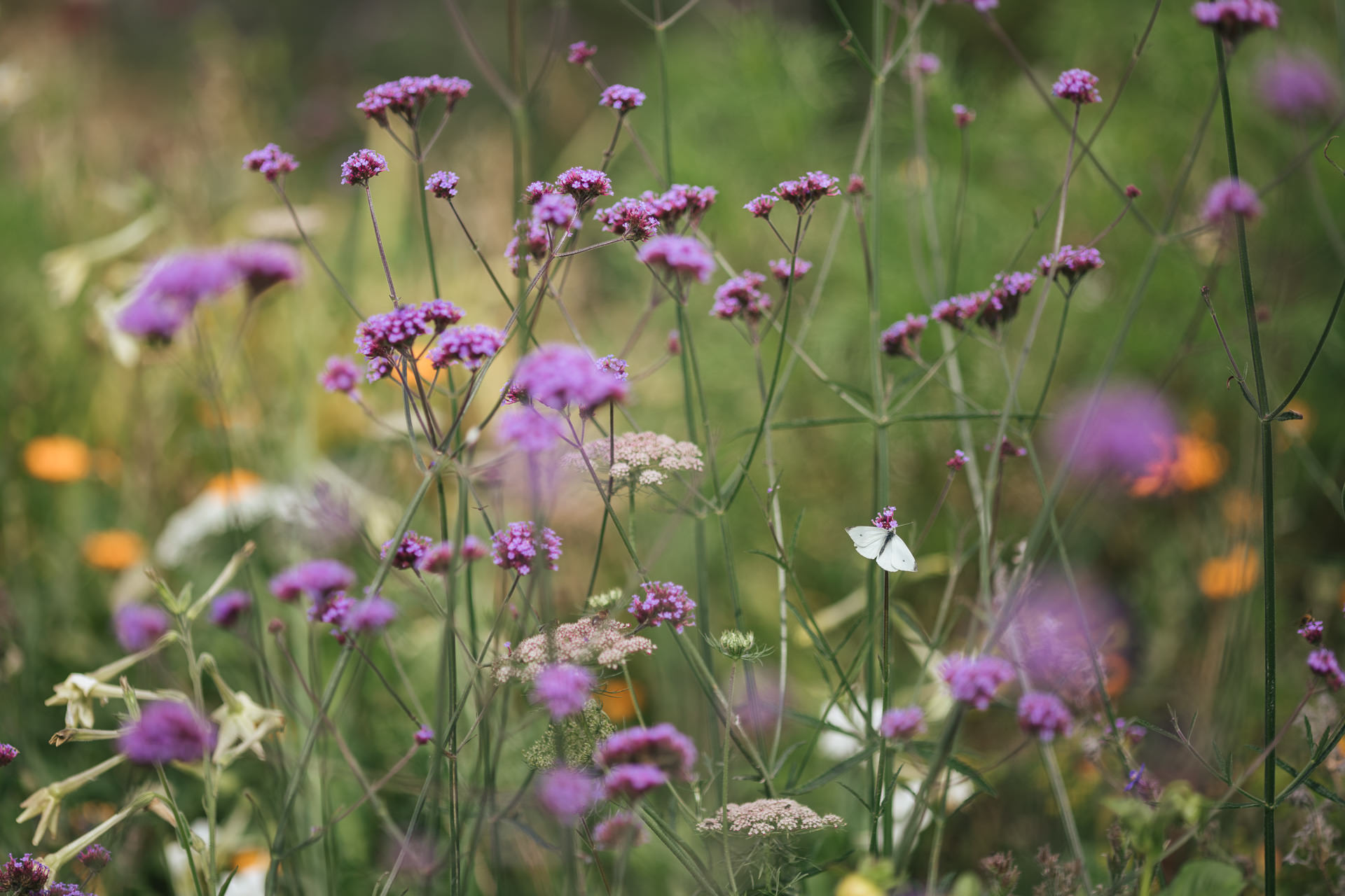 Verbena and other flowers at River Cottage