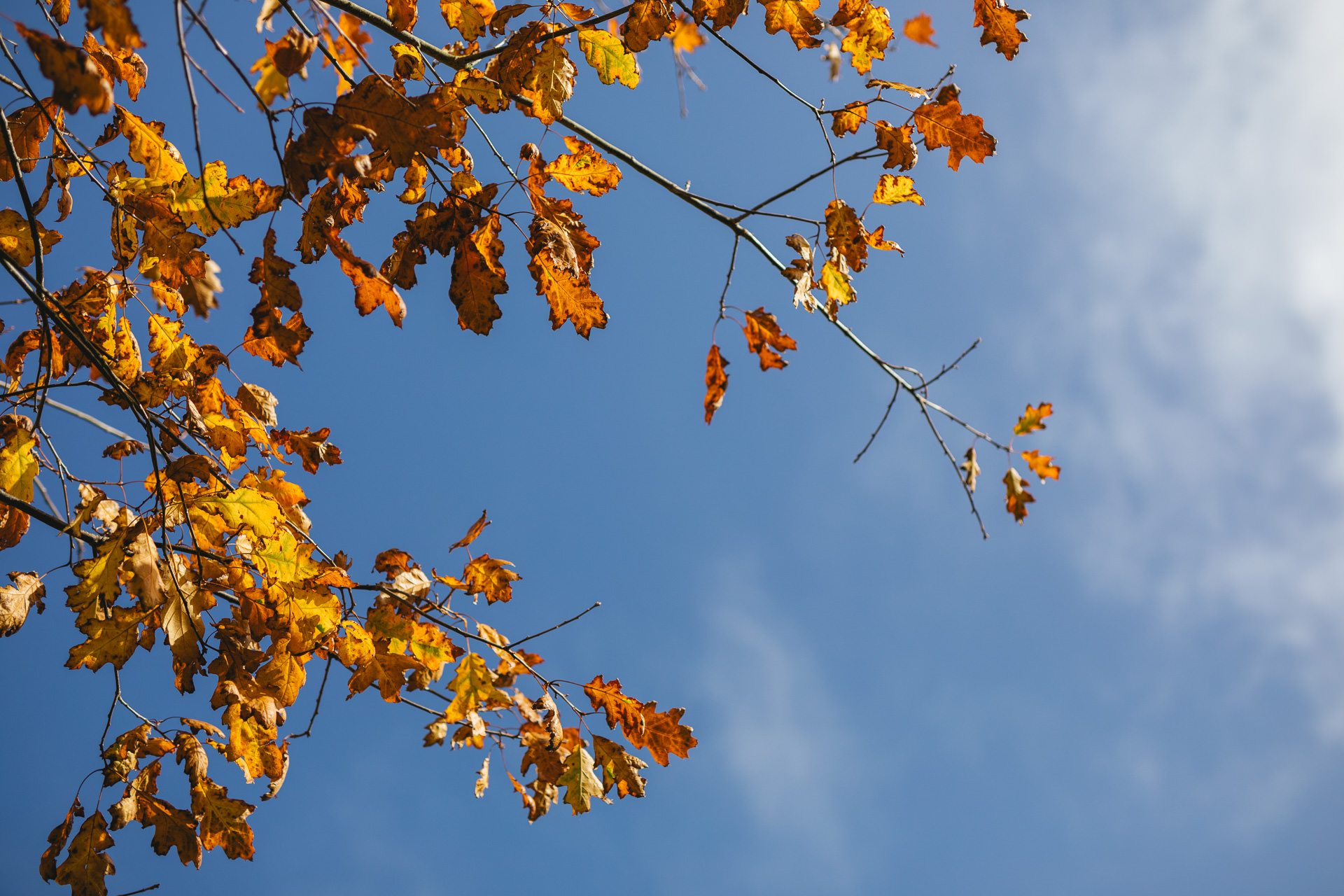 Beautiful orange autumn leaves under a blue sky