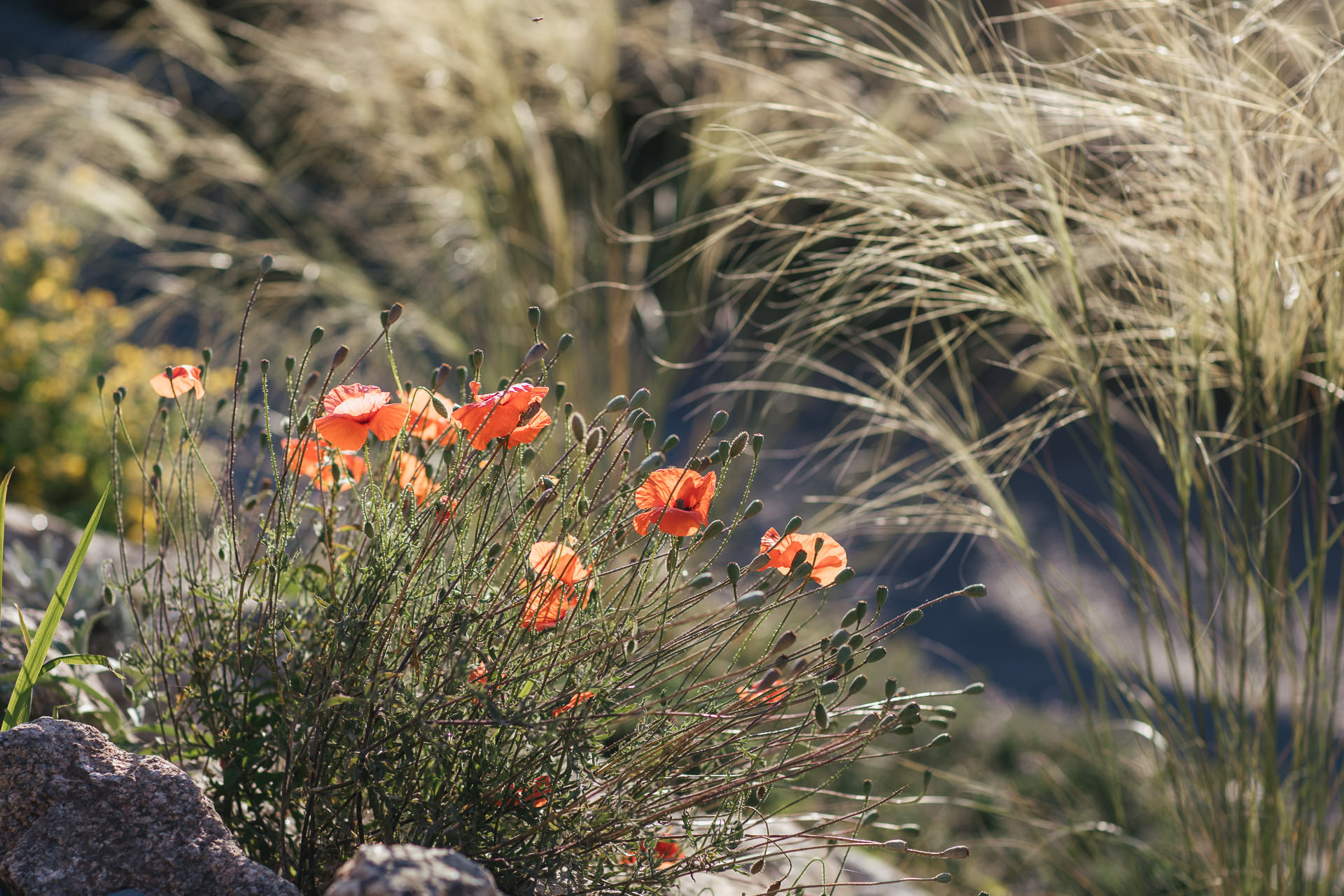 Evening sunlight on poppies and coastal grasses
