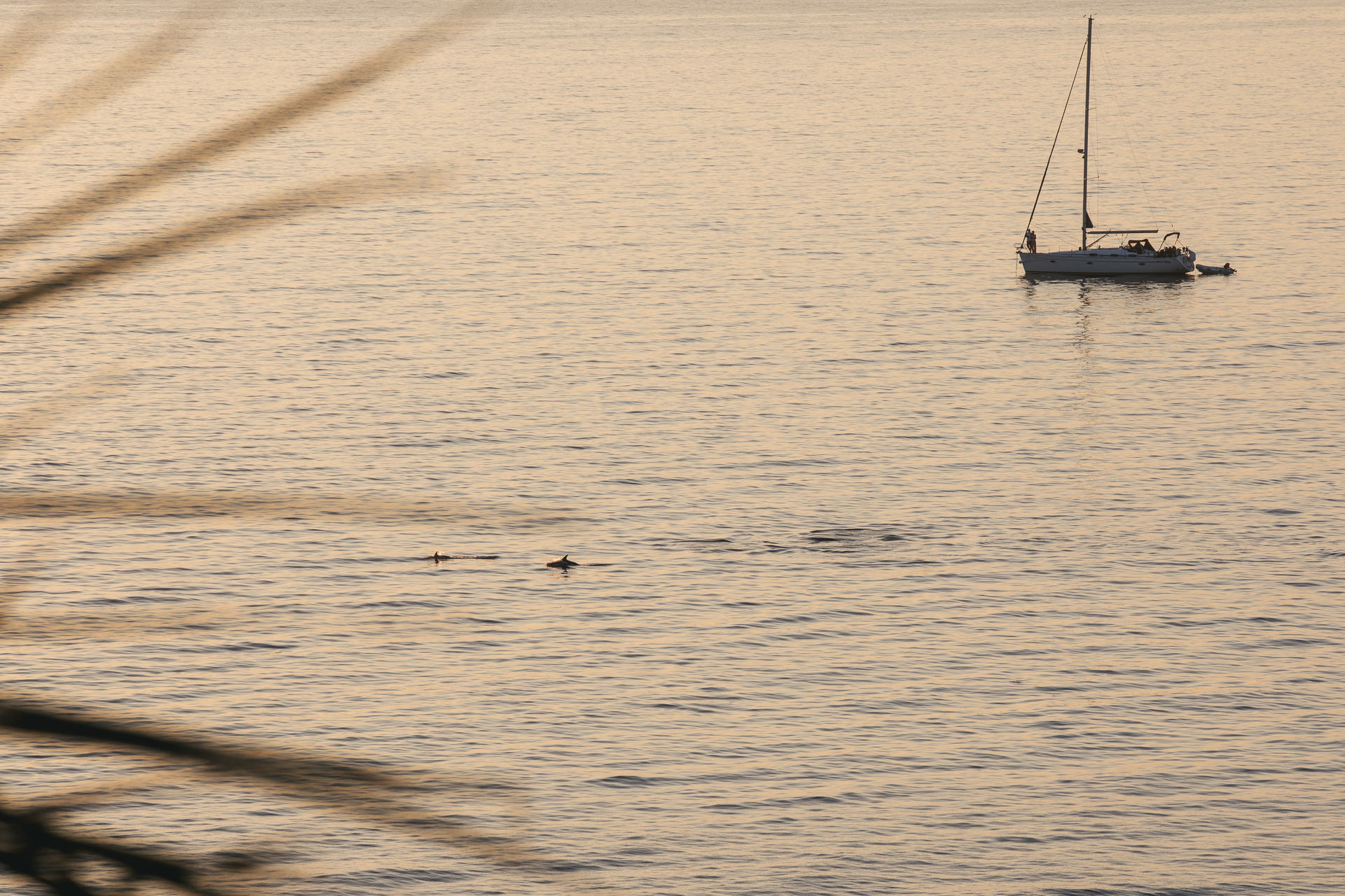 Dolphins swimming in the sea in the sunset