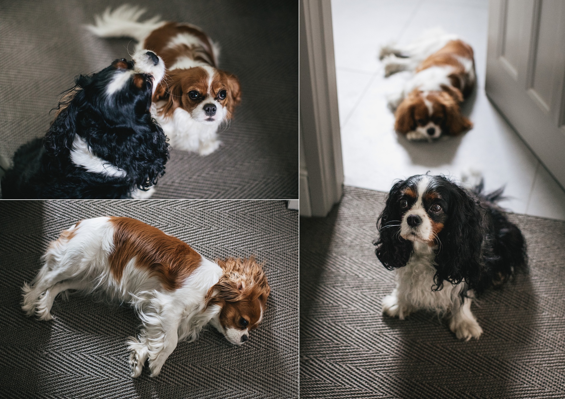 Two King Charles Spaniels
