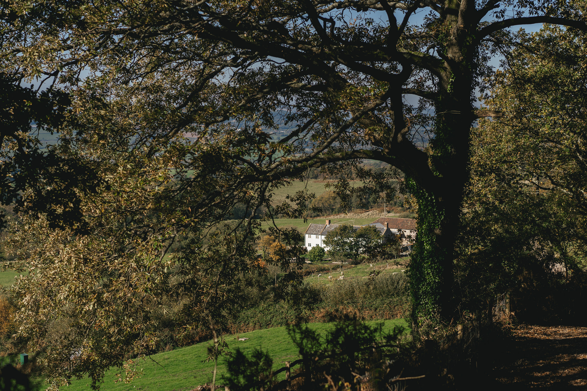 River Cottage in the distance through the trees