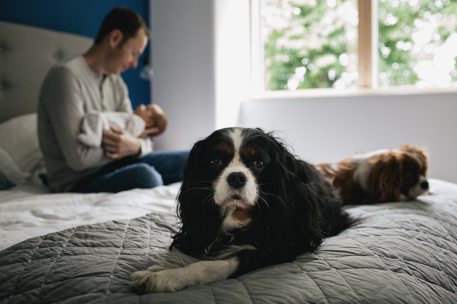 King Charles spaniels on a bed with a father and new baby