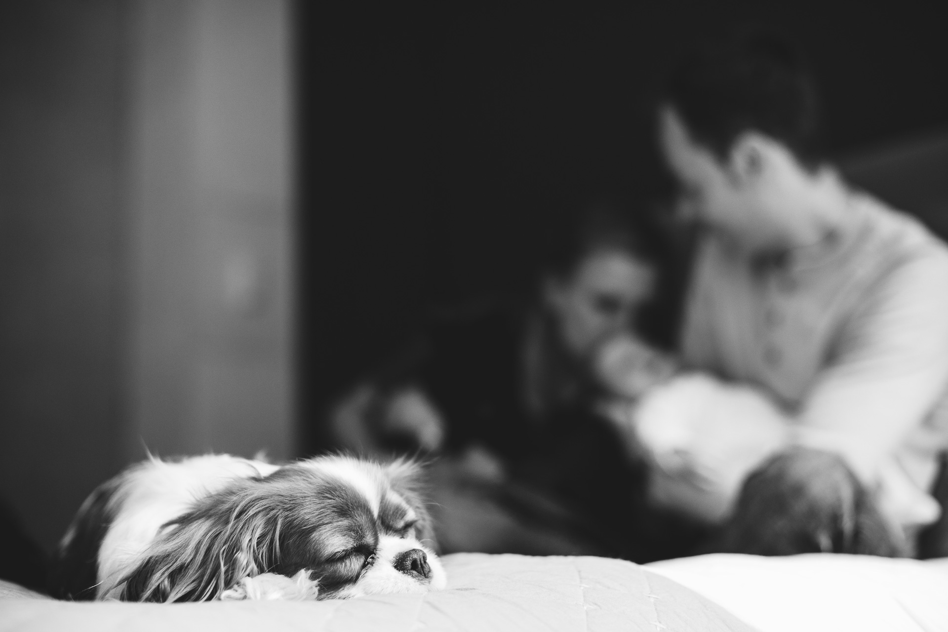 A King Charles spaniel sleeping on a bed with a family behind