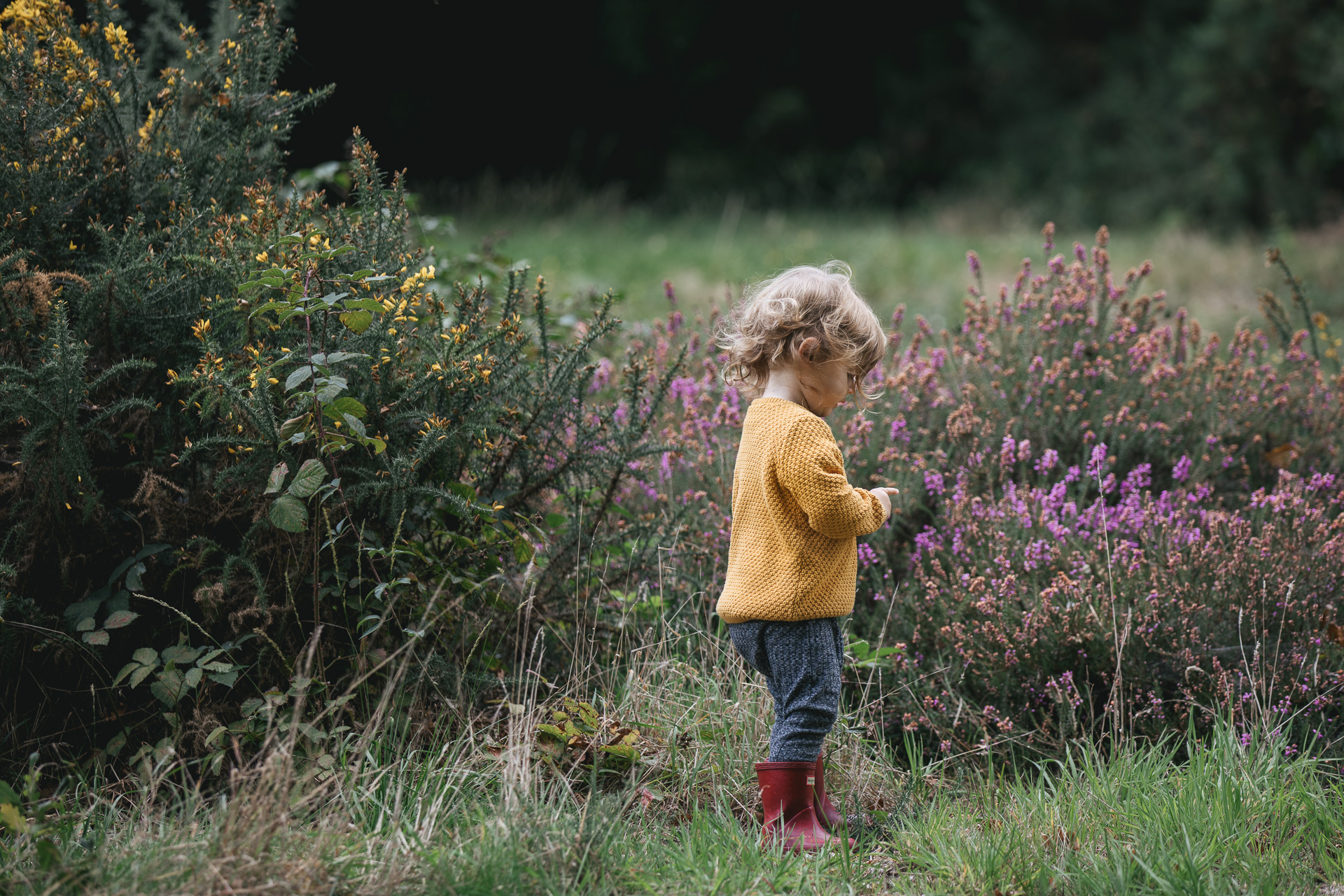 A toddler in a yellow jumper, standing by some heather