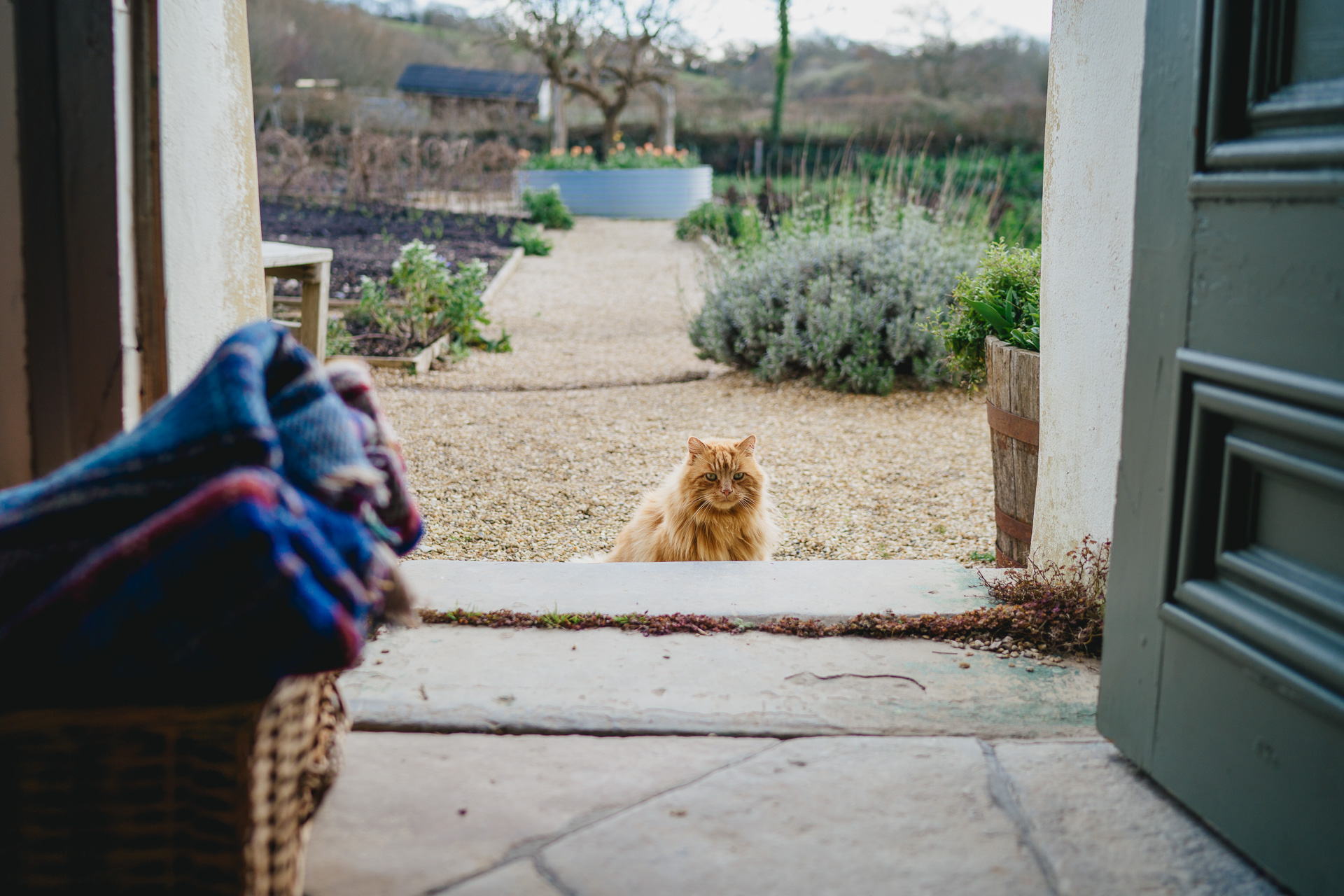A ginger cat peeping in through a farmhouse doorway