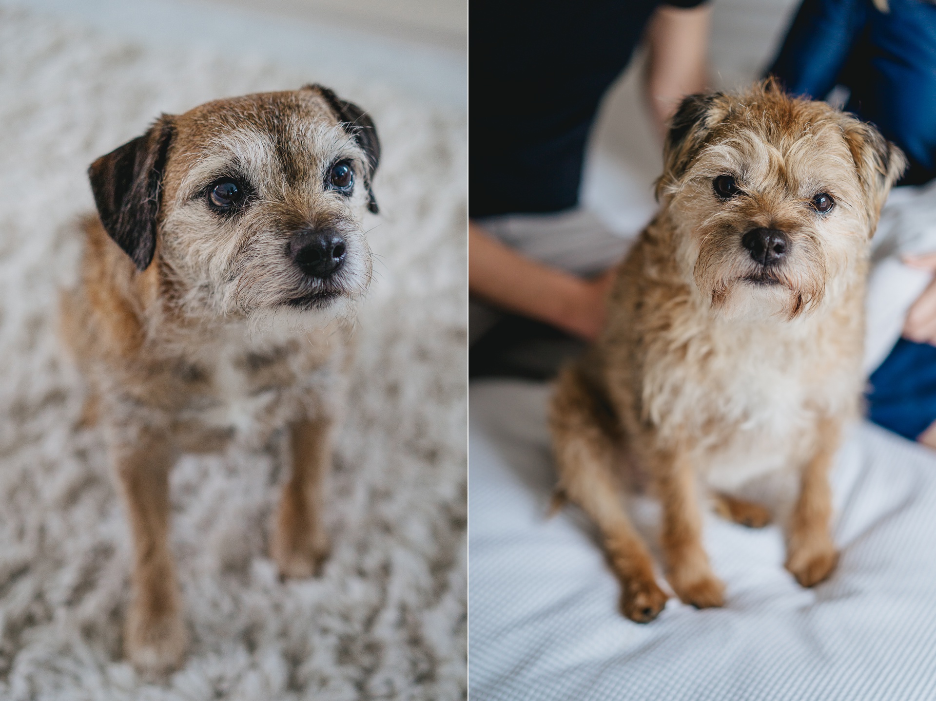 Two border terriers