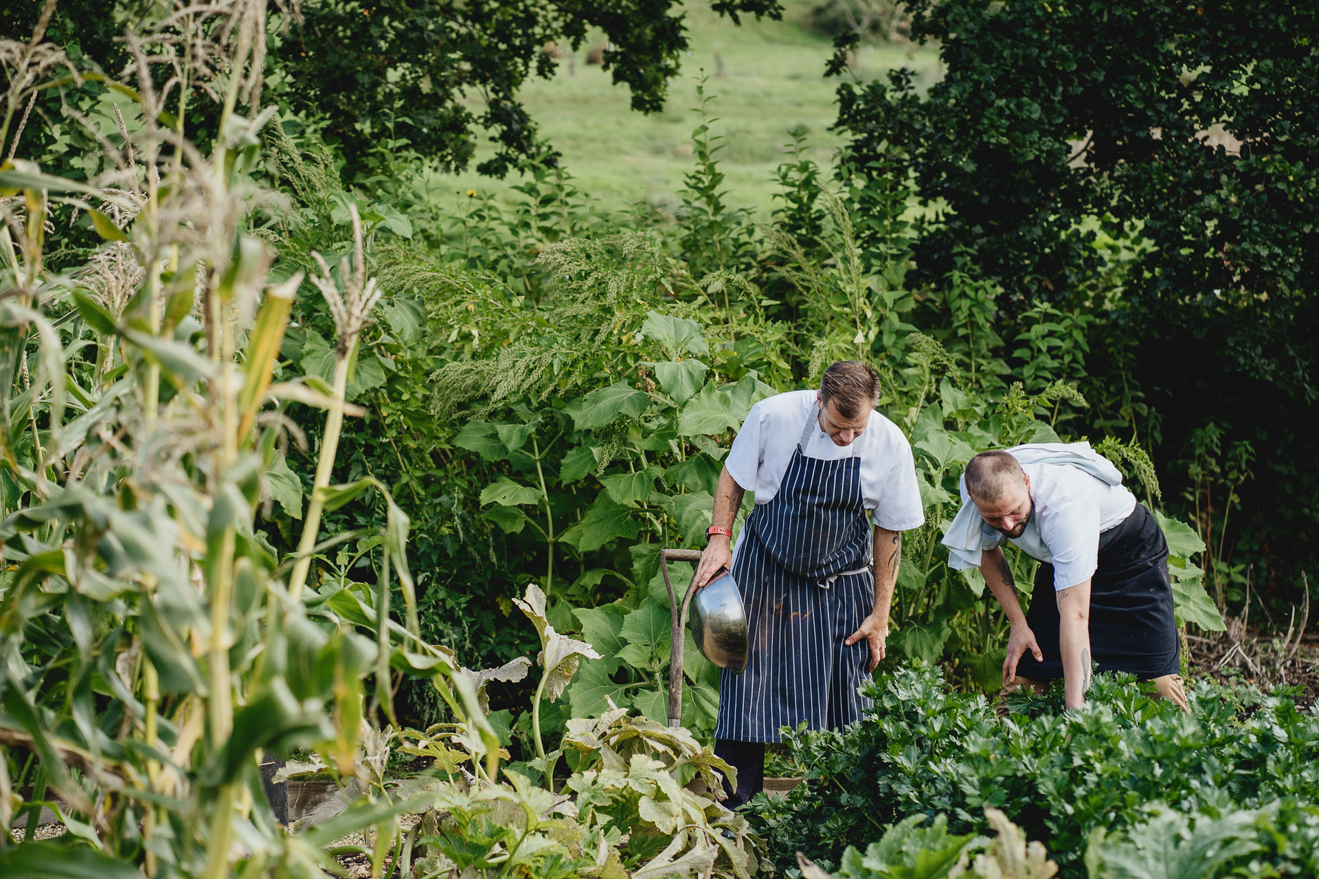 River Cottage chefs picking produce from the kitchen garden in the autumn 