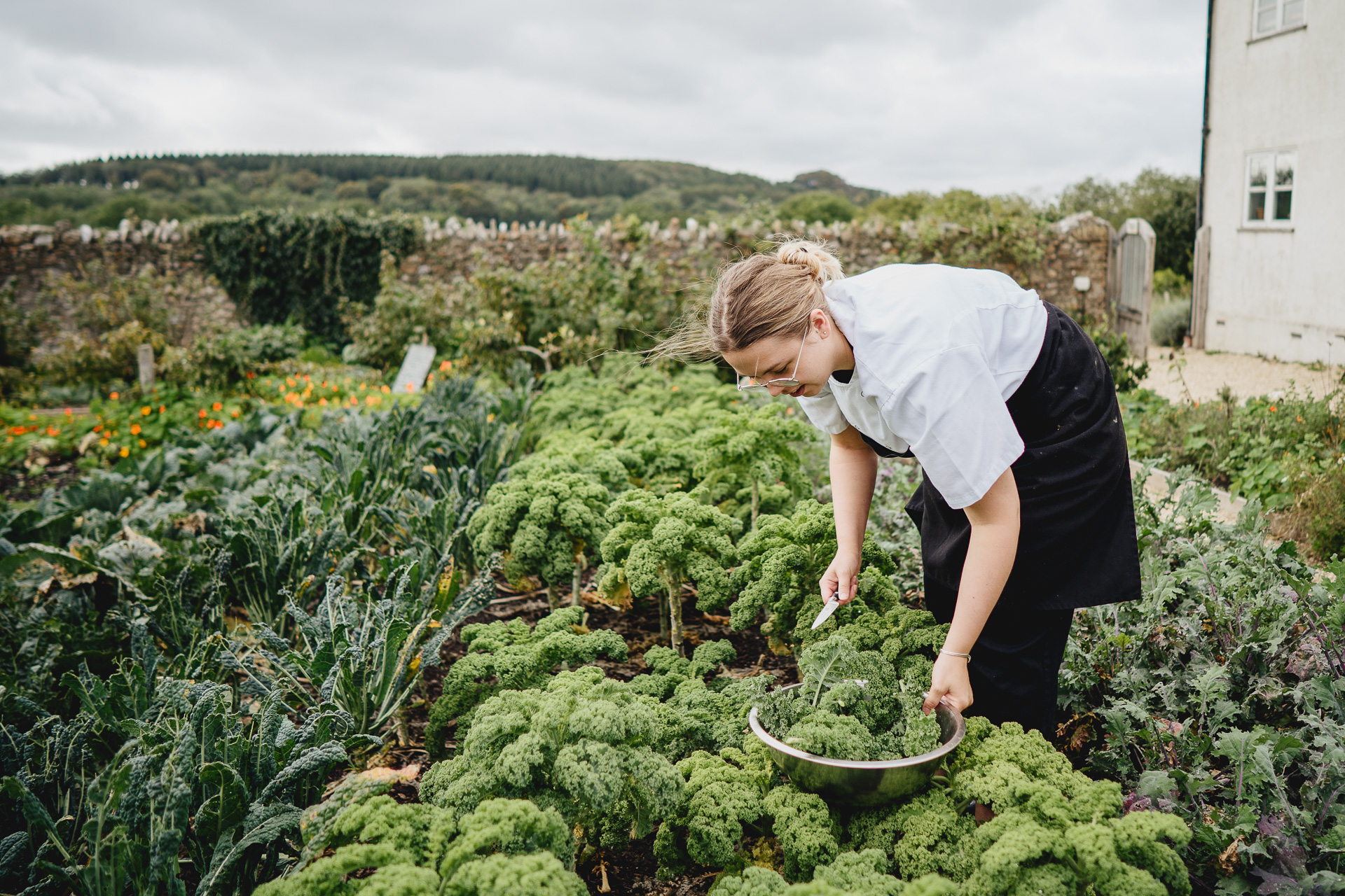 a River Cottage chef picking food from a kitchen garden