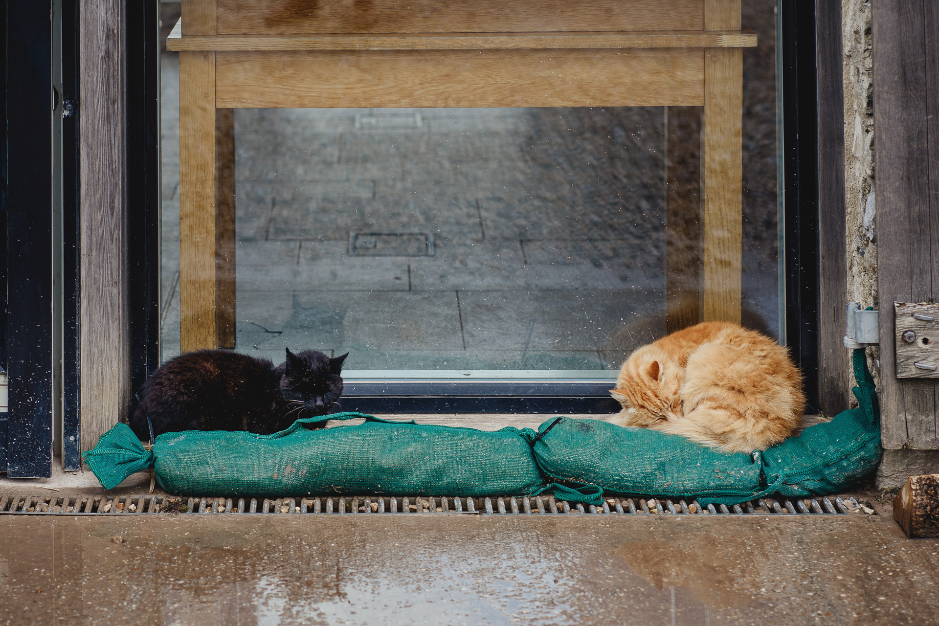 two cats sleeping in a doorway