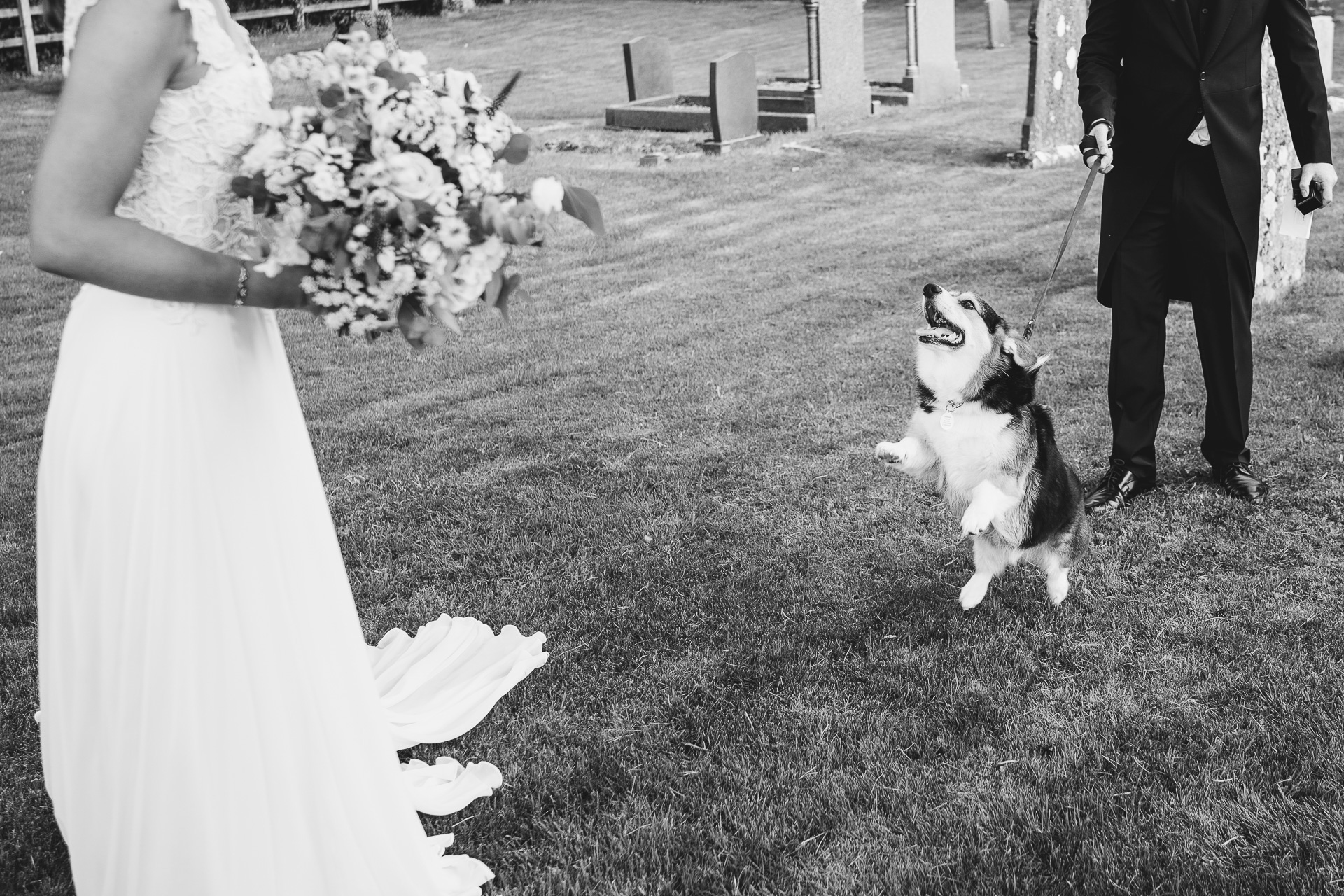 Excited Corgi leaping to see bride