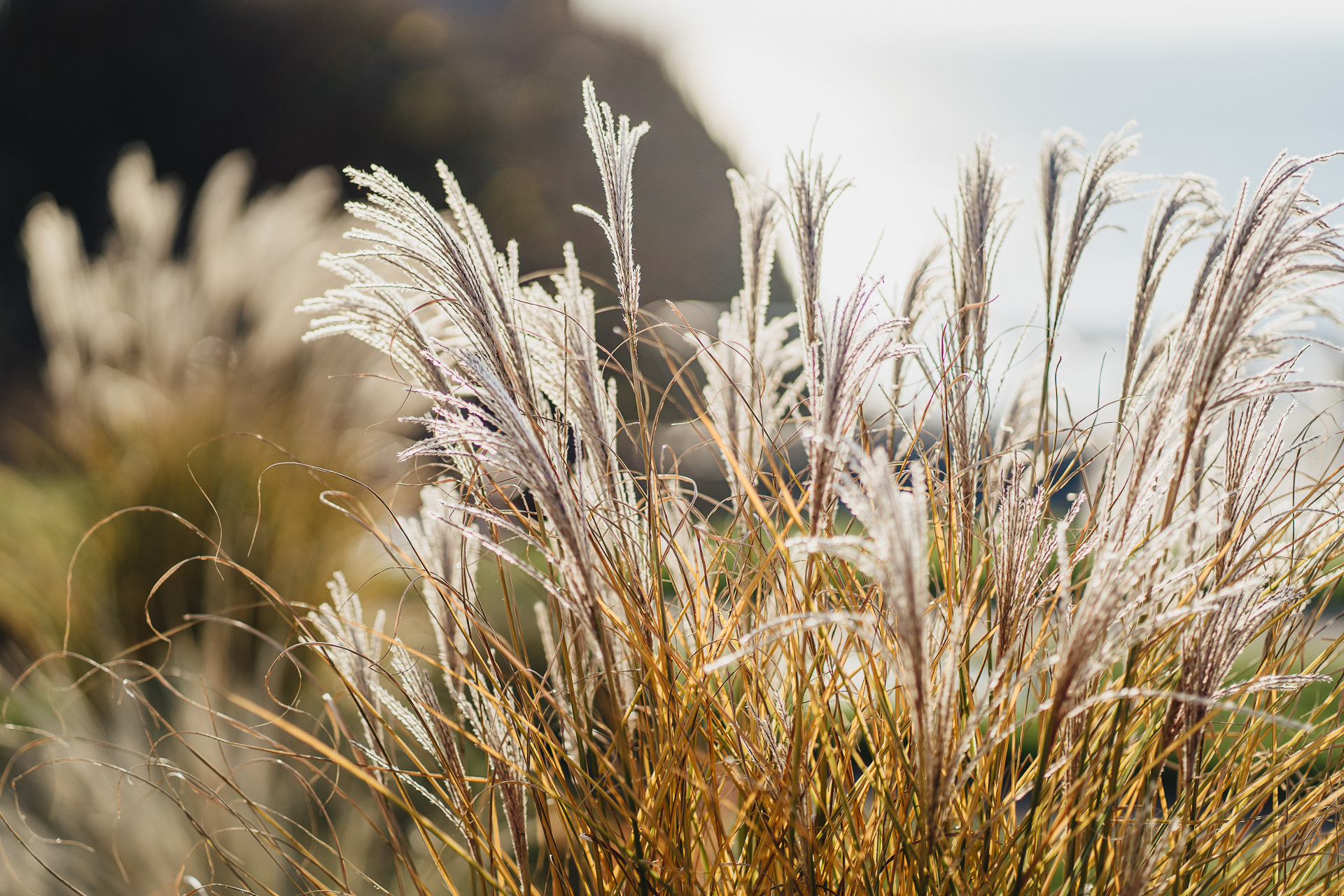 Some seaside grasses in winter sunlight