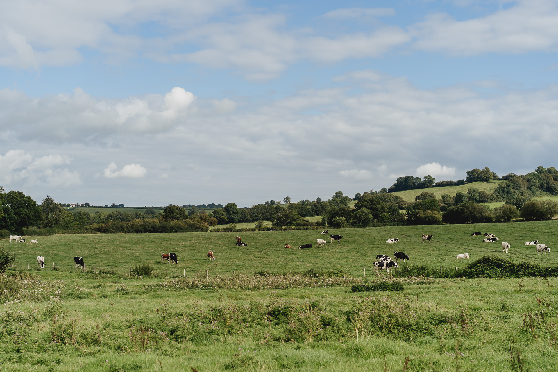 Cows in a field with blue skies above