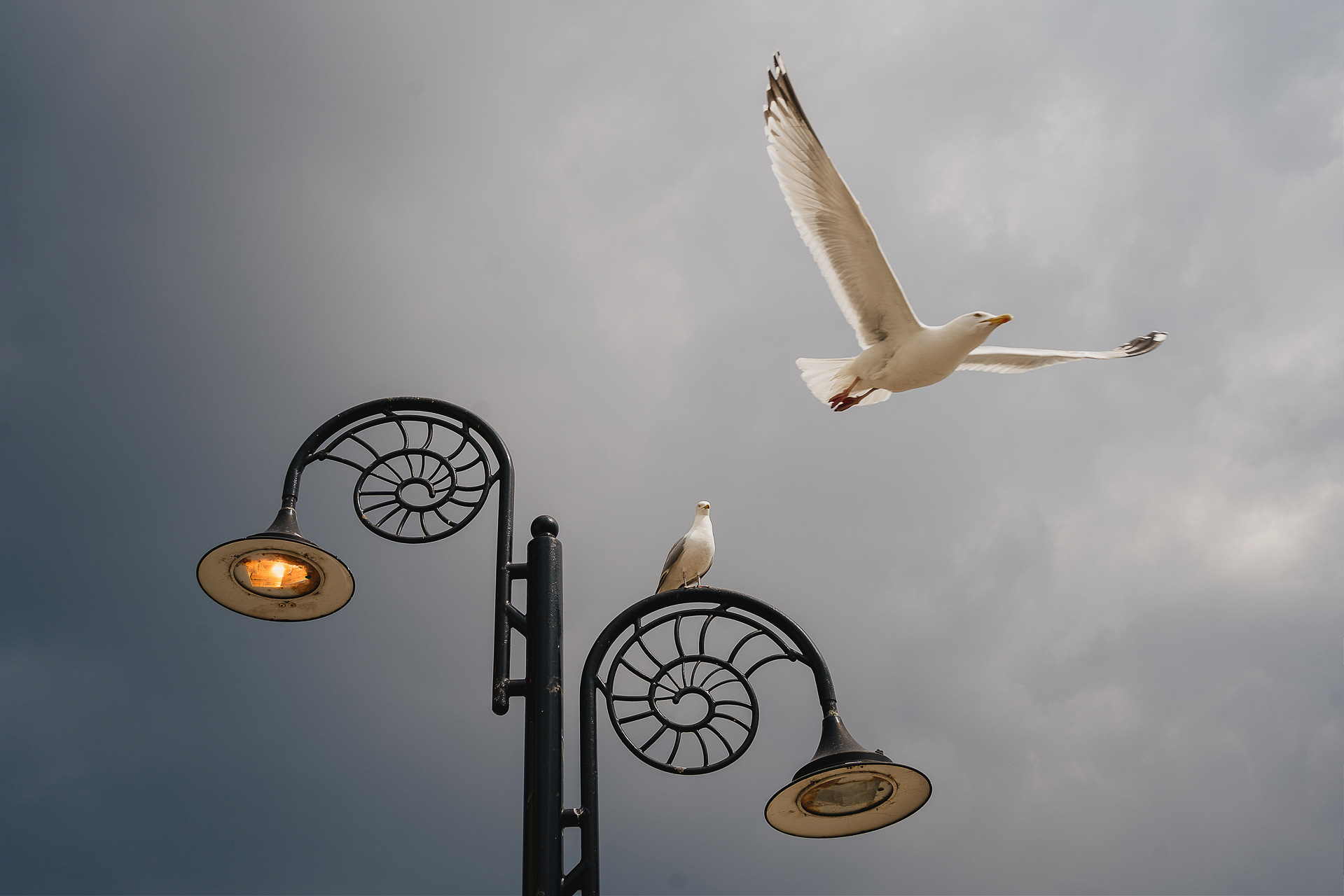 Two seagulls by a fossil lamppost, one flying through the air
