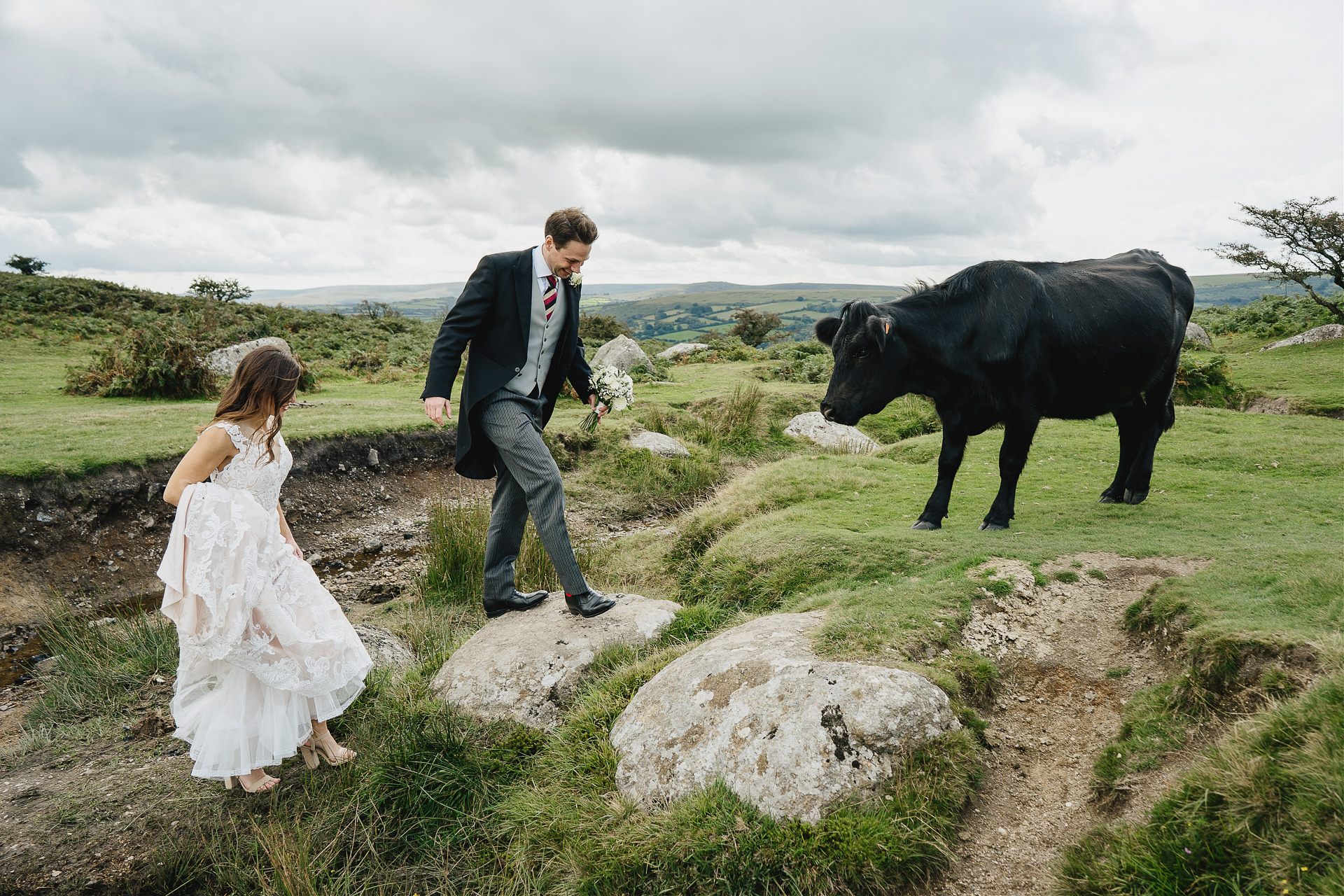 Bride and groom walking on Dartmoor with a black cow watching
