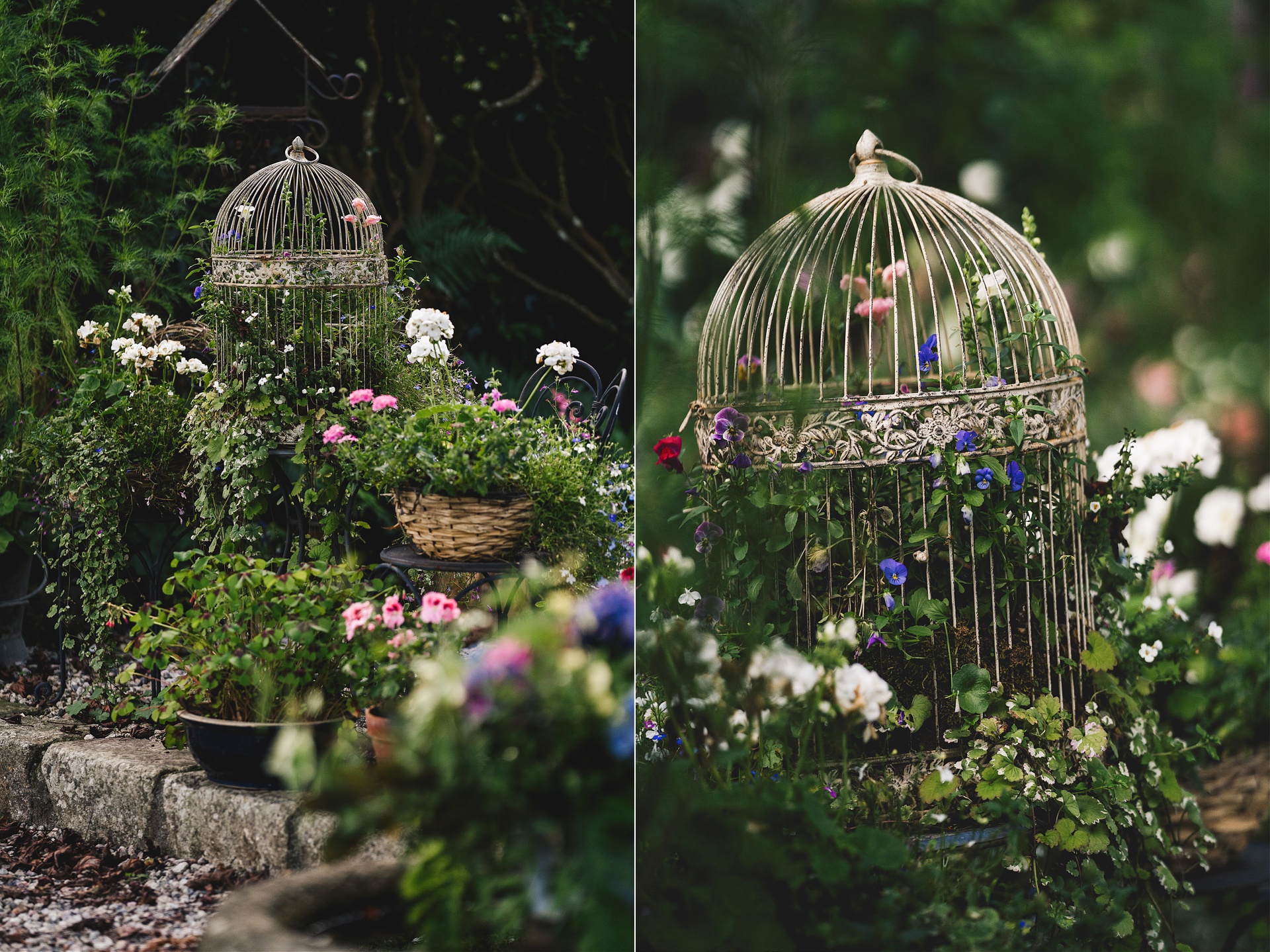 Wildflowers growing through a vintage birdcage in twilight