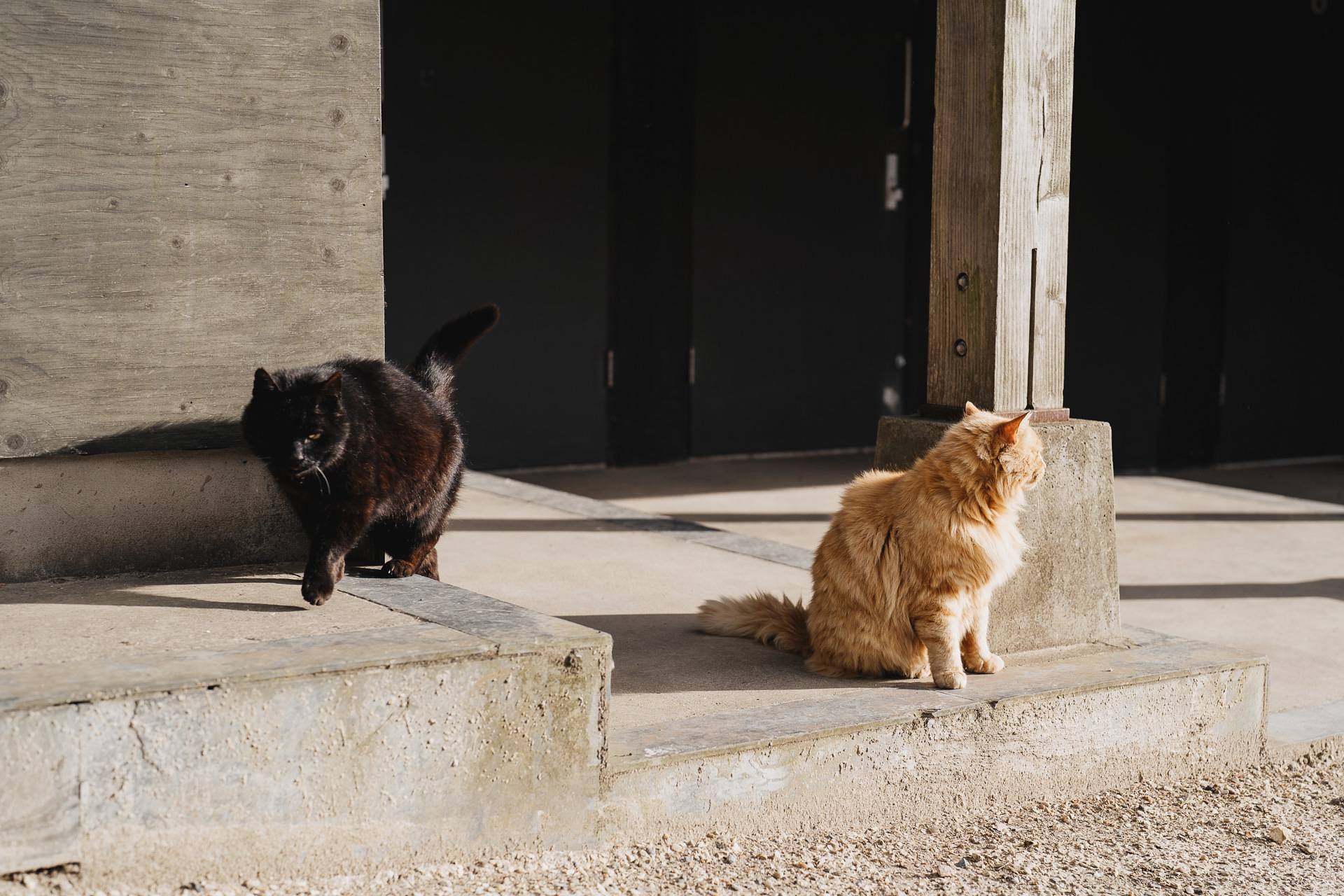 A black cat and a ginger cat enjoying the sunshine during a wedding at River Cottage