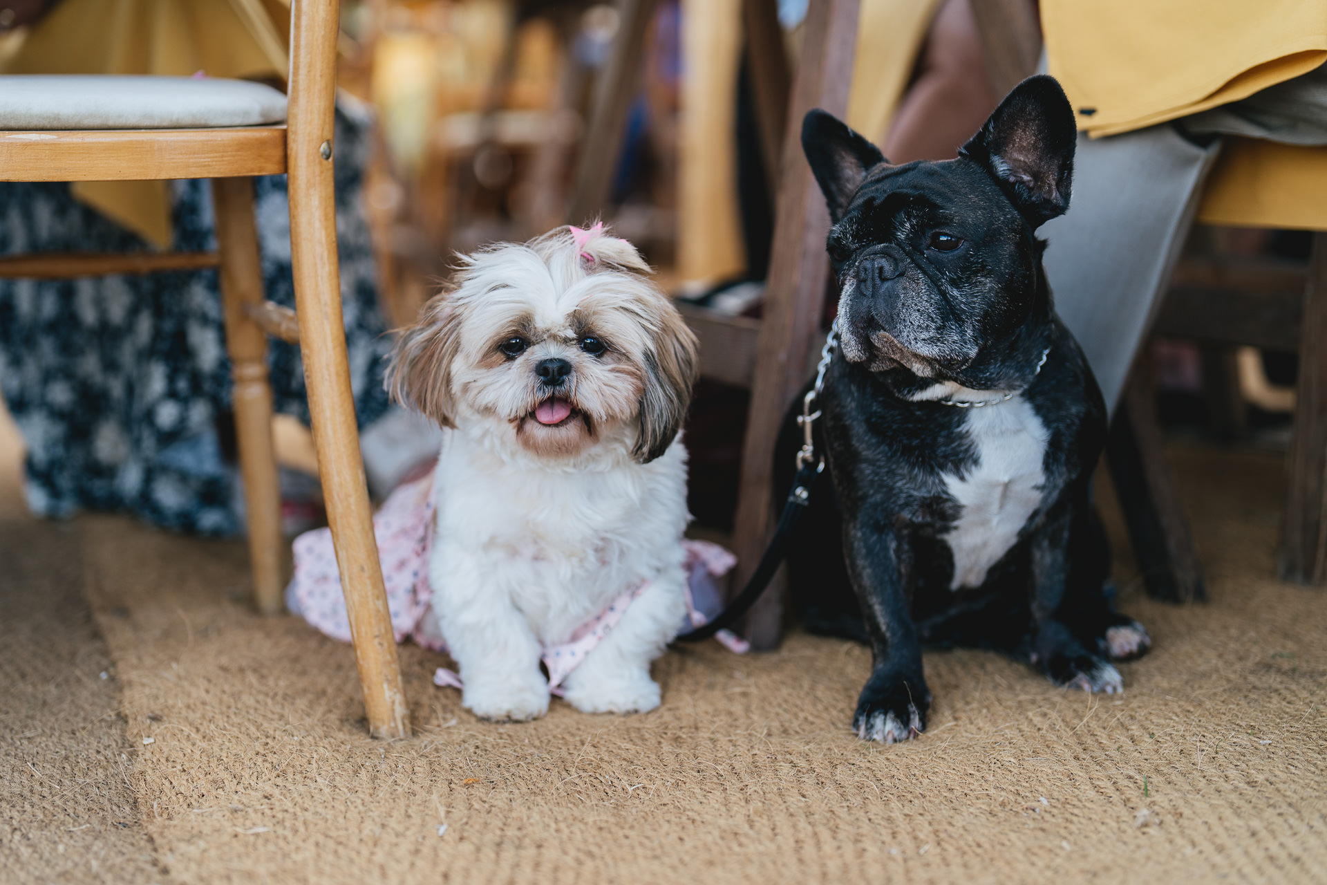 Two dogs sitting under the table at a wedding marquee in Cornwall