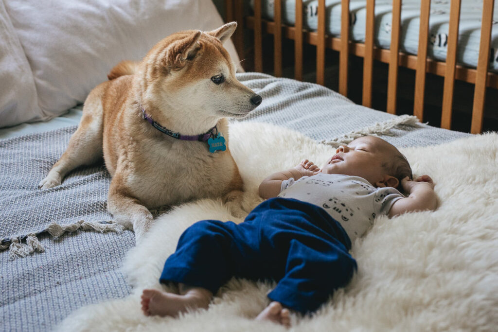 A Shiba Inu dog sitting on a bed next to a sleeping newborn baby. The dog is looking at the baby.