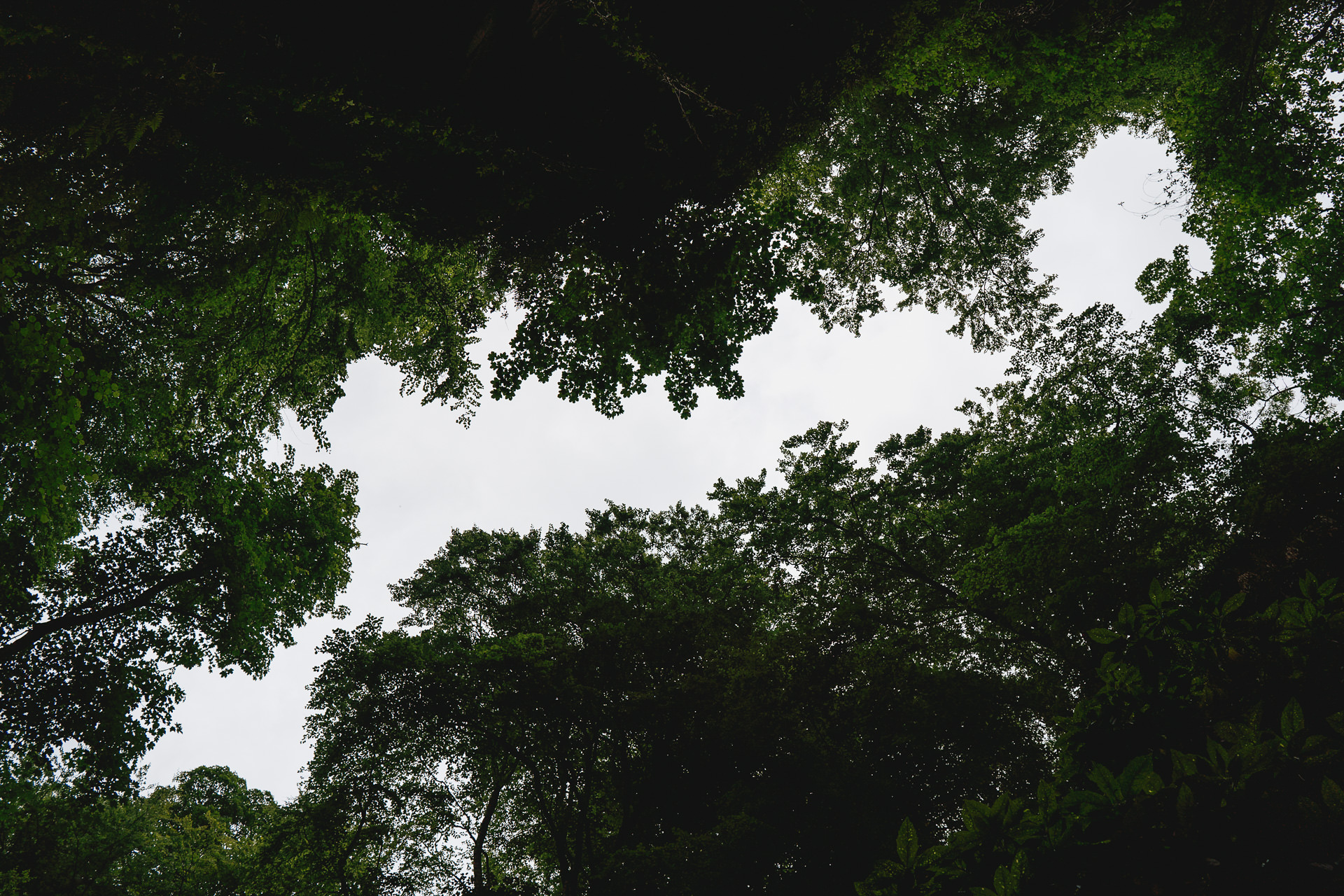 The treeline above St Nectan's waterfall in Cornwall