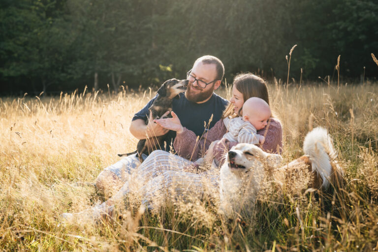 Image from a family photography session in Somerset, with a couple laughing together, sitting in a field with a baby and two dogs and backlit sun