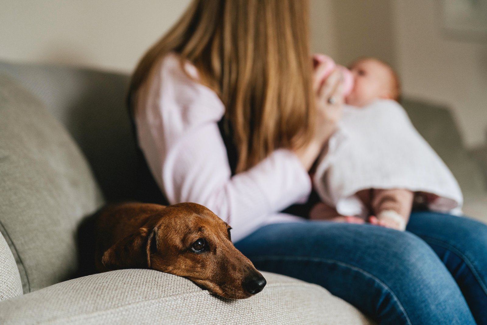 A dachshund sitting on the sofa next to its owner and new baby