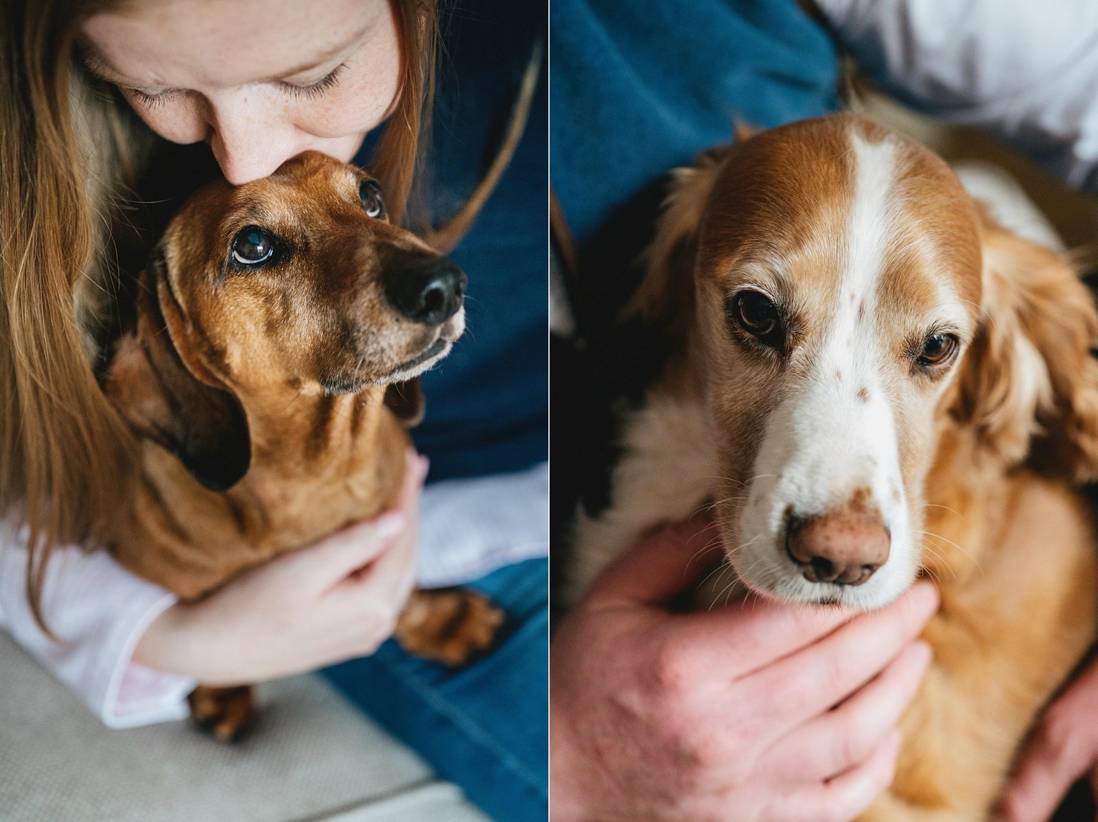 Photos of the family dogs during a photography session in Somerset